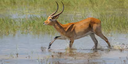 Mahango Game Reserve