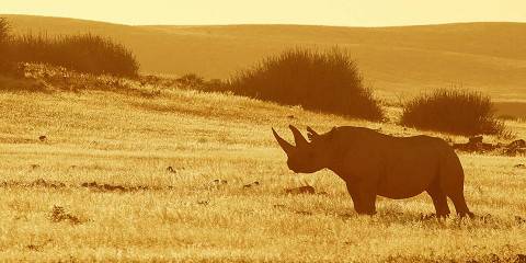 namibia desert safari