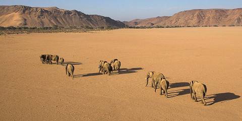 Desert Adapted Wildlife Expedition Tour