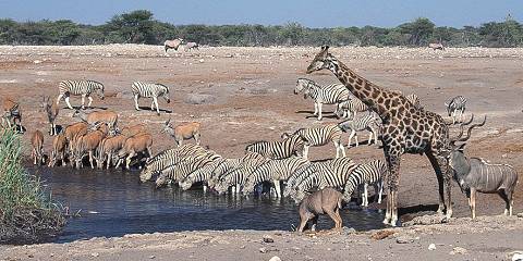 4-Day Etosha Dash