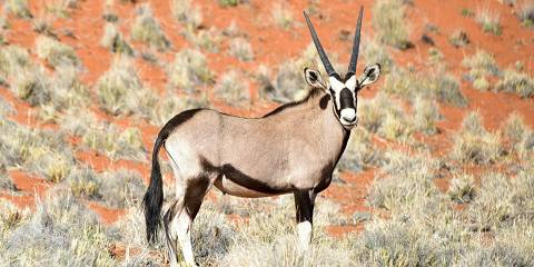 10-Day Namibia Tour