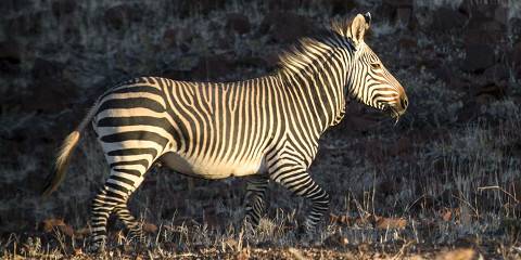 7-Day Amazing North of Namibia | Guided Lodge