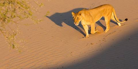 10-Day Namibia Mid-Range Safari & Desert Explorer Tour