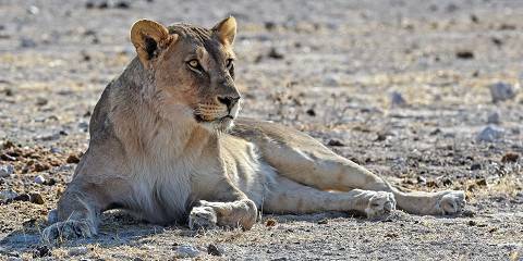 7-Day Highlight of Namibia | Guided Lodge
