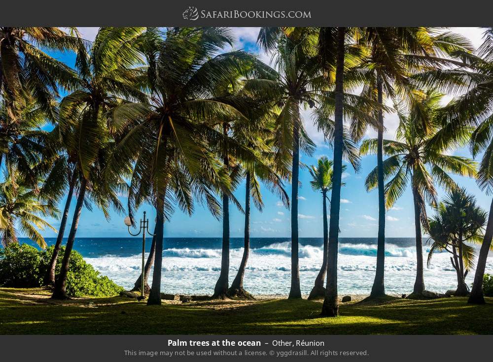 Palm trees at the ocean in Other, Réunion