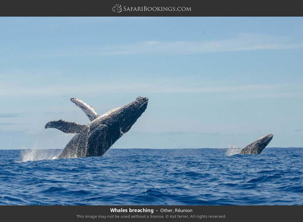 Whales breaching in Other, Réunion