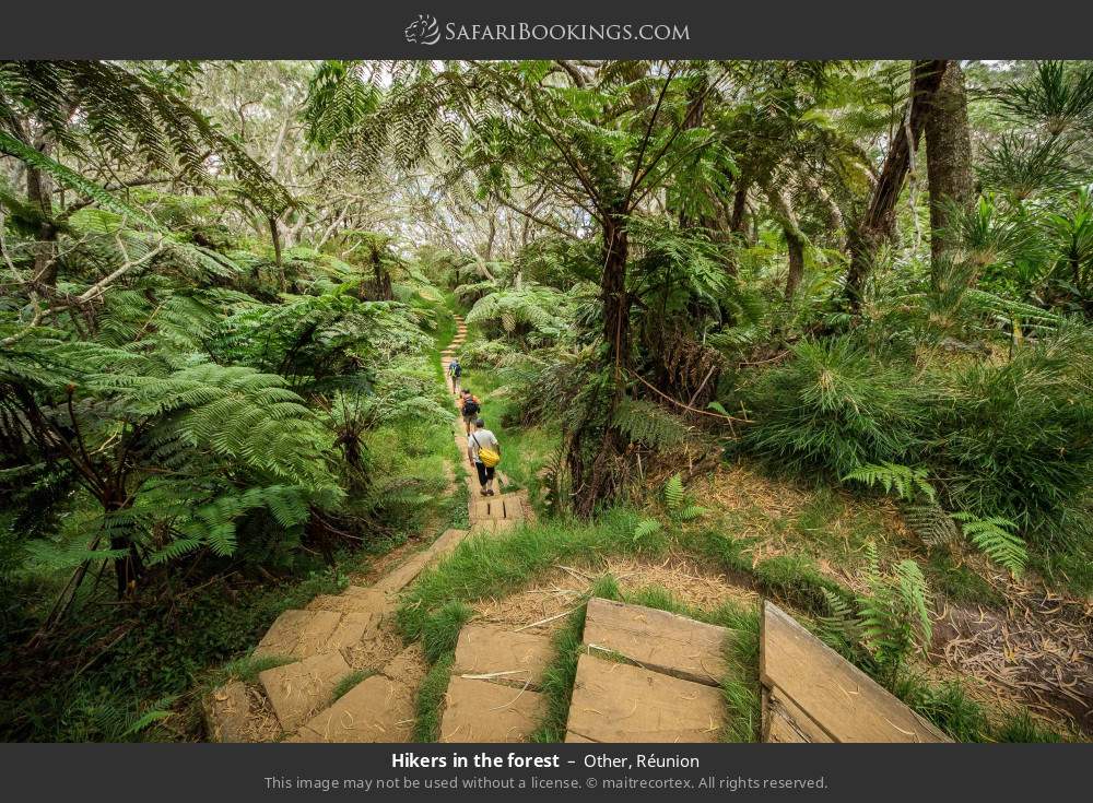 Hikers in the forest in Other, Réunion
