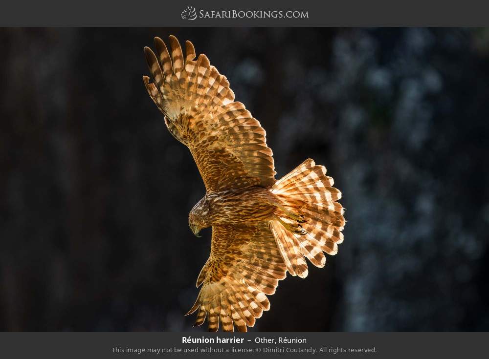 Réunion harrier in Other, Réunion