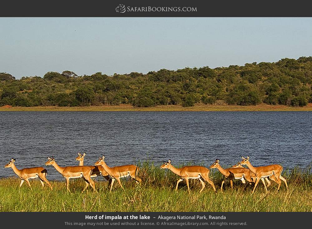 Herd of impala at the lake in Akagera National Park, Rwanda