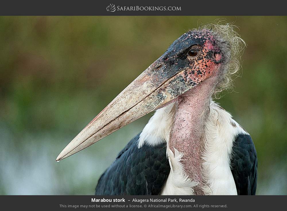 Marabou stork in Akagera National Park, Rwanda