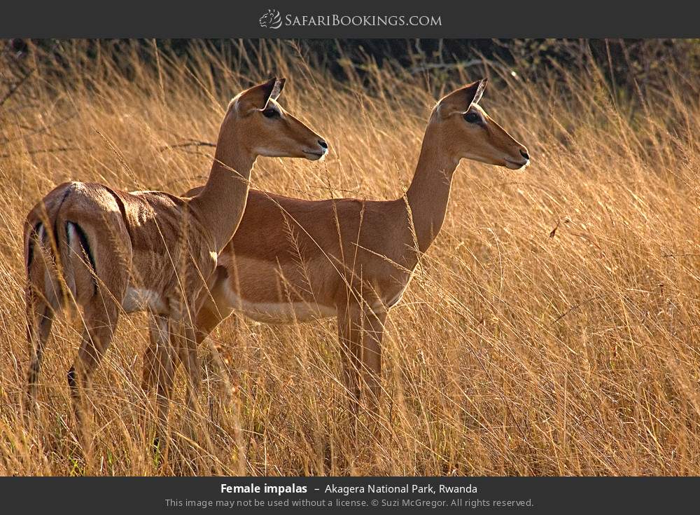 Female impalas in Akagera National Park, Rwanda