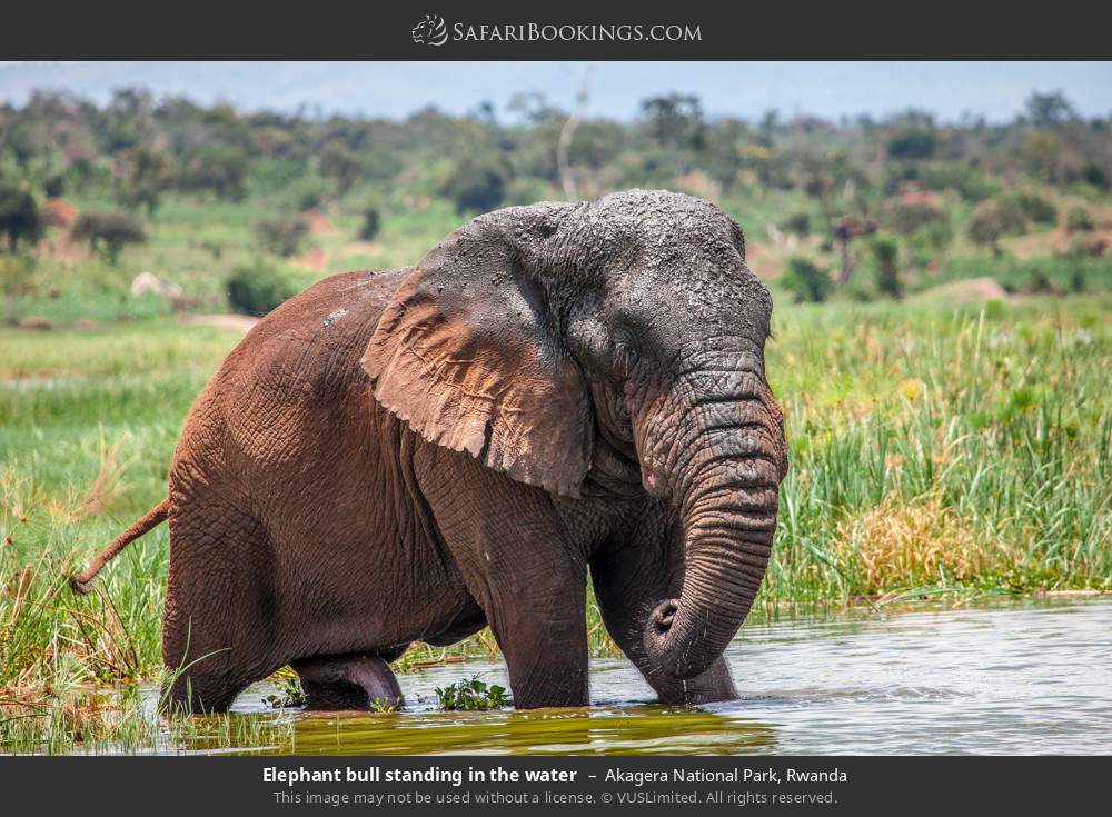 Elephant bull standing in the water in Akagera National Park, Rwanda
