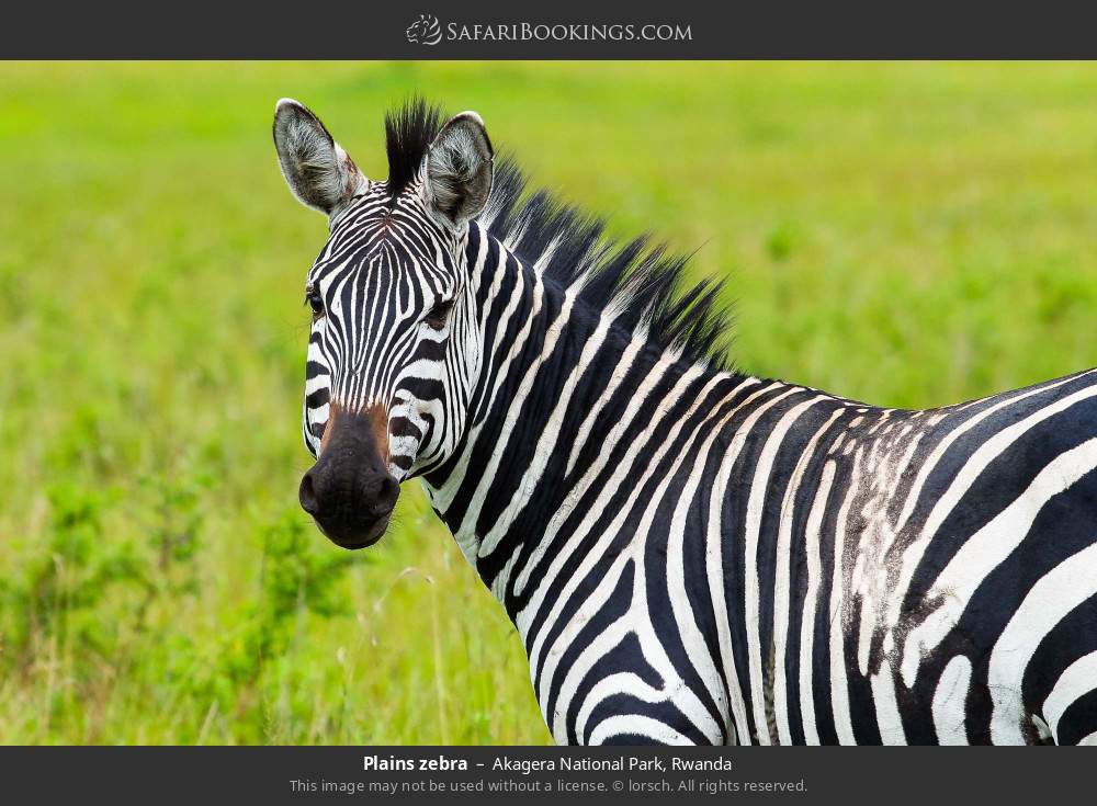 Plains zebra in Akagera National Park, Rwanda