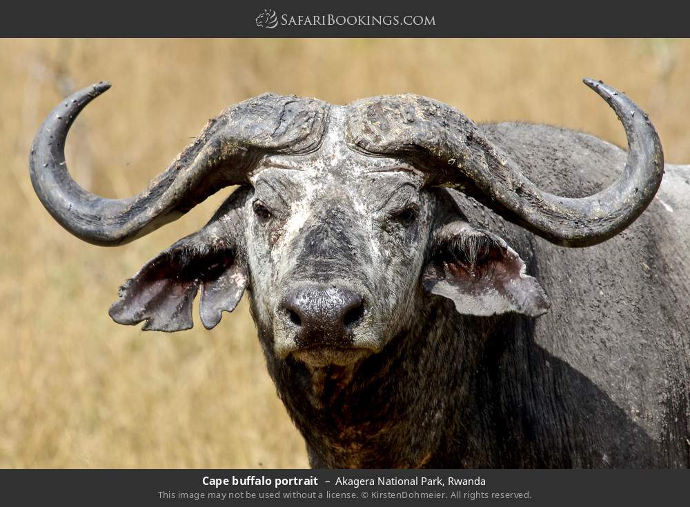 Cape buffalo portrait in Akagera National Park, Rwanda