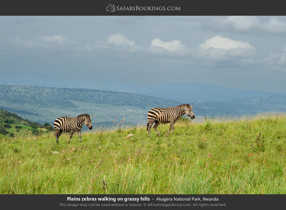 Plains zebras walking on grassy hills in Akagera National Park, Rwanda