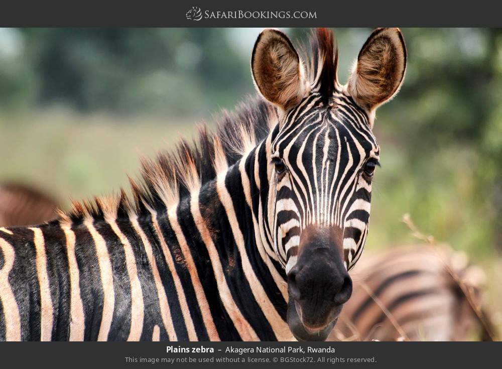 Plains zebra in Akagera National Park, Rwanda