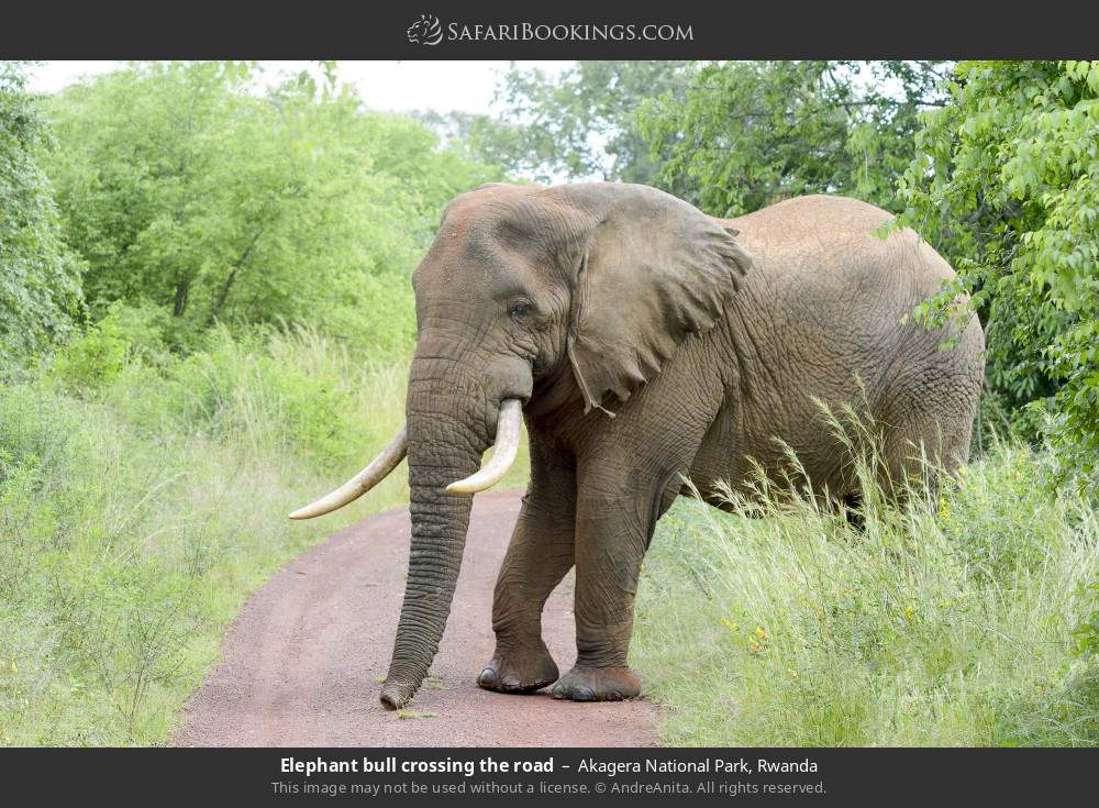Elephant bull crossing the road in Akagera National Park, Rwanda