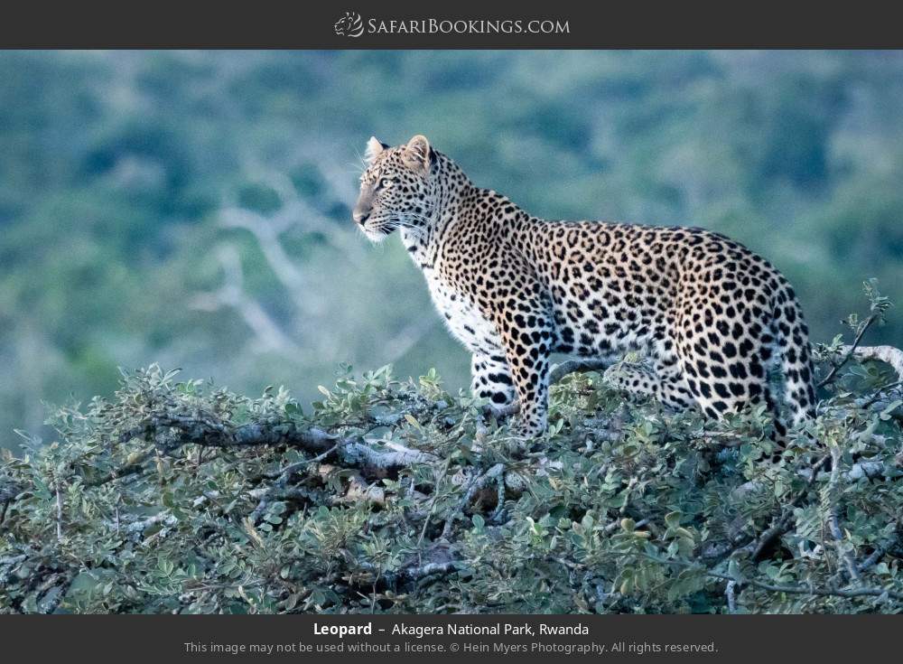 Leopard in Akagera National Park, Rwanda