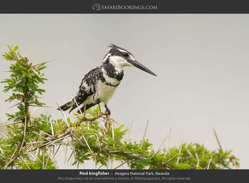 Pied kingfisher in Akagera National Park, Rwanda
