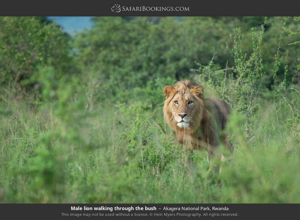 Male lion walking through the bush in Akagera National Park, Rwanda