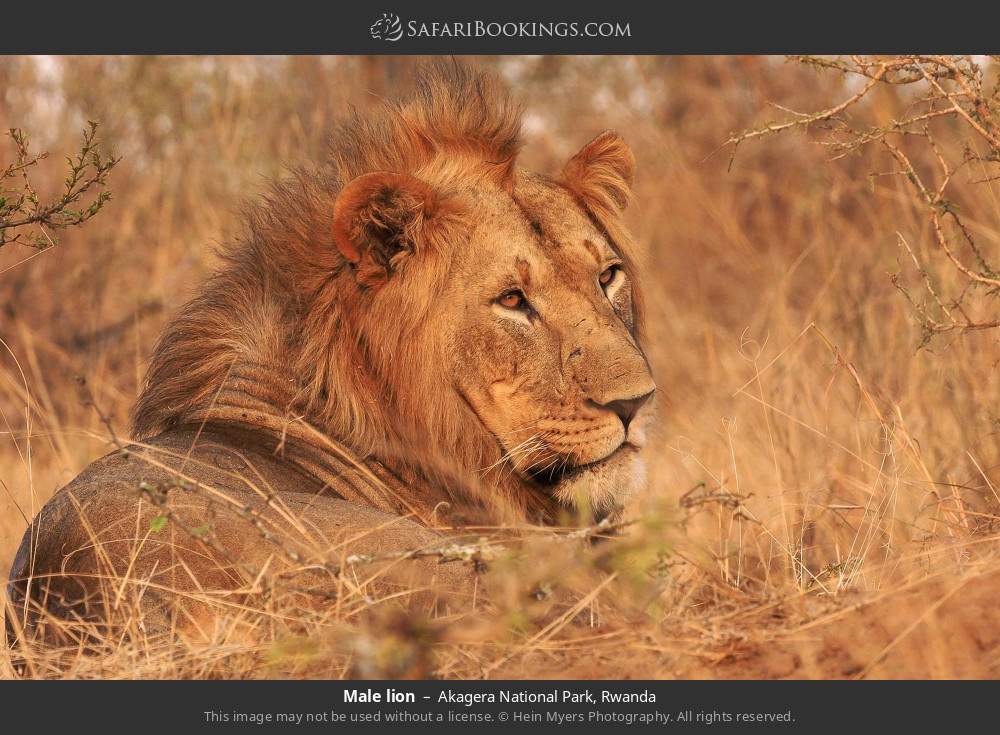 Male lion in Akagera National Park, Rwanda