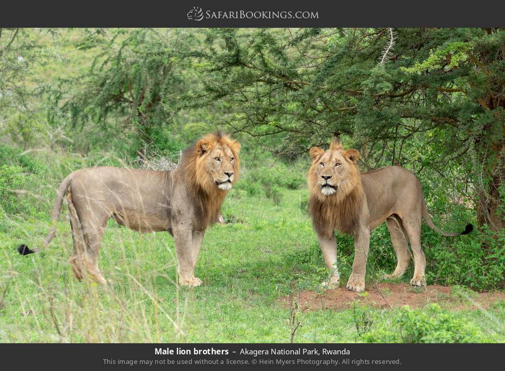 Male lion brothers in Akagera National Park, Rwanda