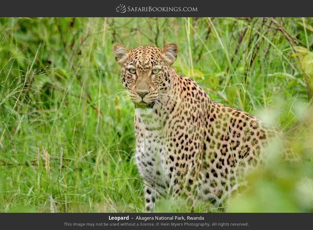 Leopard in Akagera National Park, Rwanda