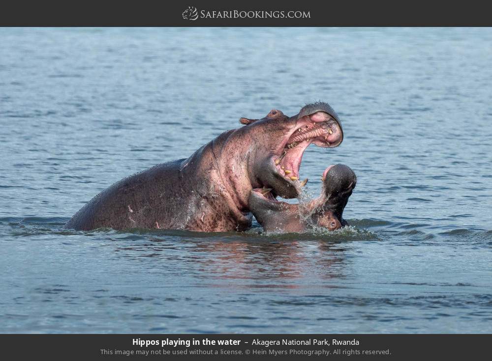 Hippos playing in the water in Akagera National Park, Rwanda