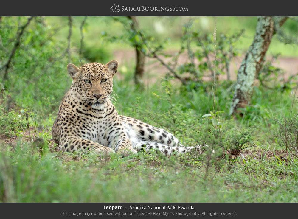 Leopard in Akagera National Park, Rwanda