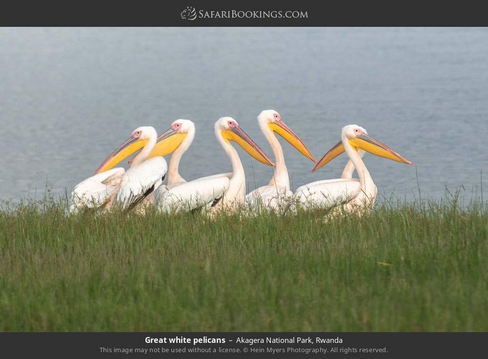 Great white pelicans in Akagera National Park, Rwanda