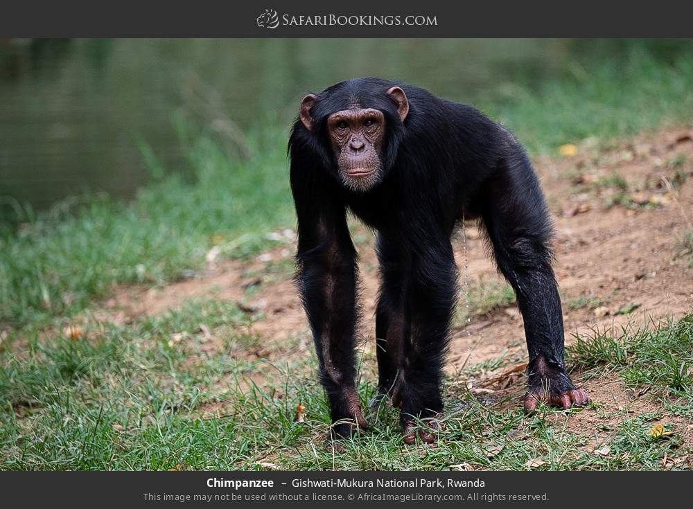 Chimpanzee in Gishwati-Mukura National Park, Rwanda