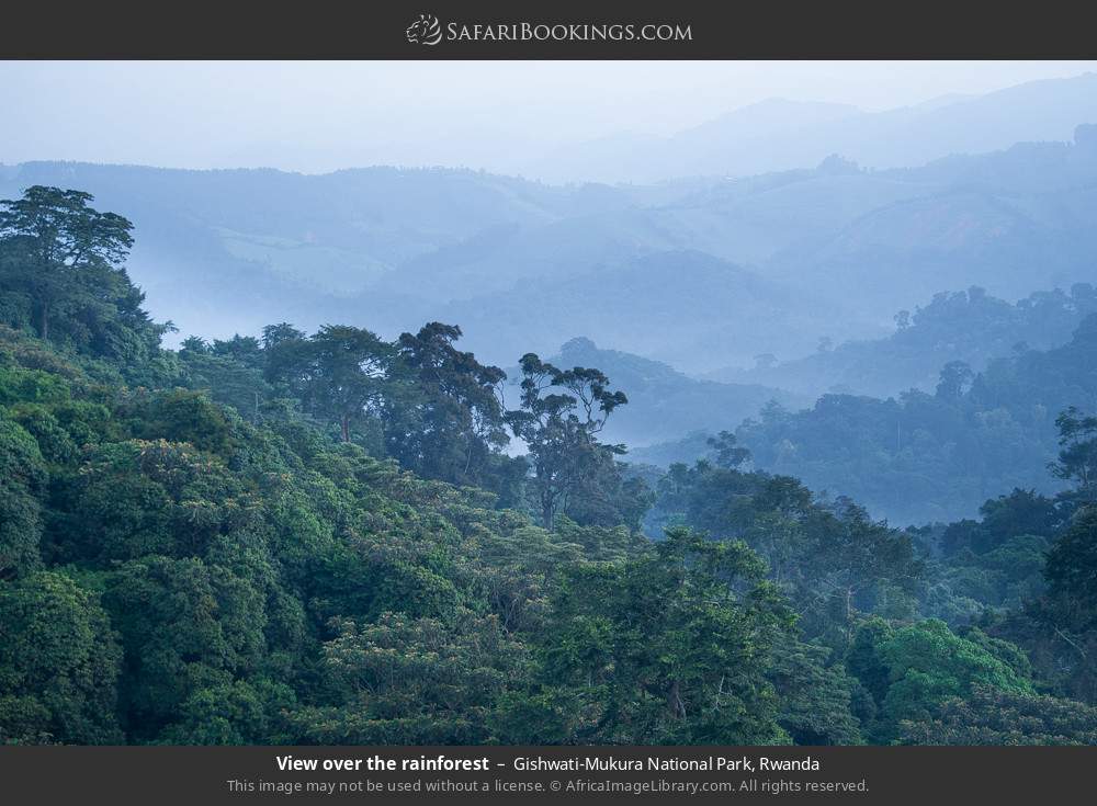 View over the rainforest in Gishwati-Mukura National Park, Rwanda