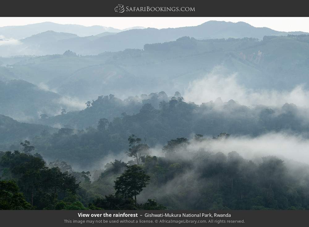 View over the rainforest in Gishwati-Mukura National Park, Rwanda