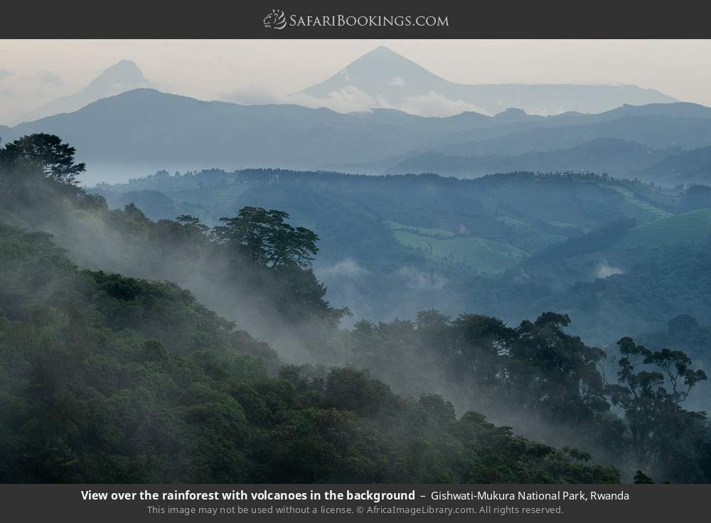 View over the rainforest with volcanoes in the background in Gishwati-Mukura National Park, Rwanda