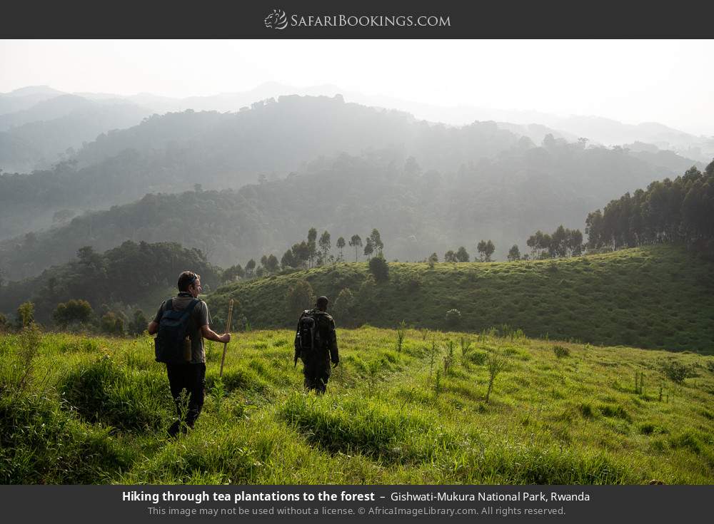 Hiking through tea plantations to the forest in Gishwati-Mukura National Park, Rwanda