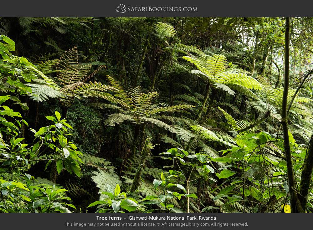 Tree ferns in Gishwati-Mukura National Park, Rwanda