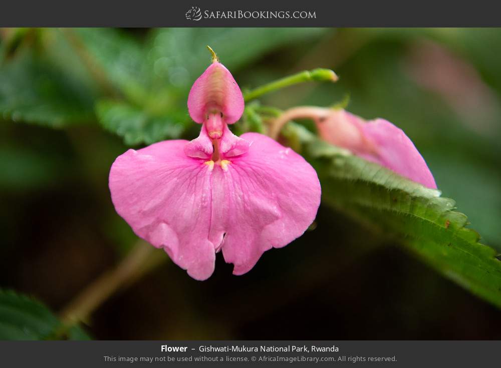 Flower in Gishwati-Mukura National Park, Rwanda