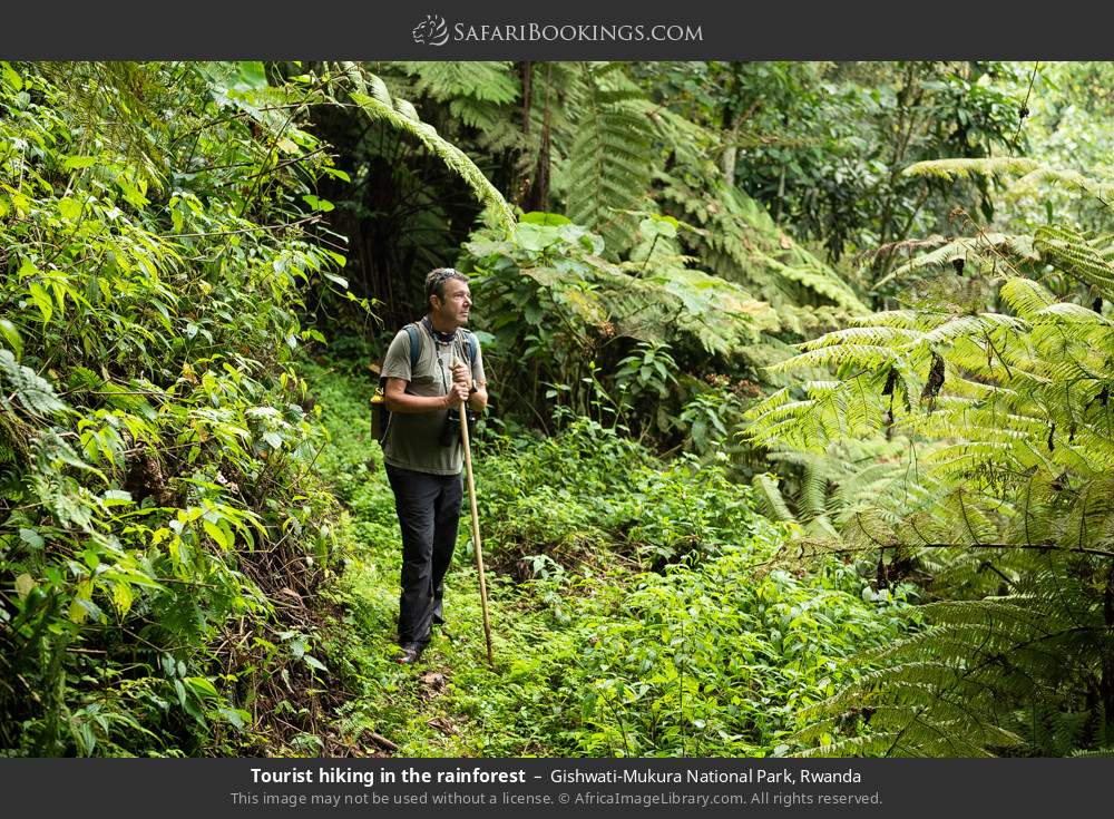 Visitor hiking in the rainforest in Gishwati-Mukura National Park, Rwanda