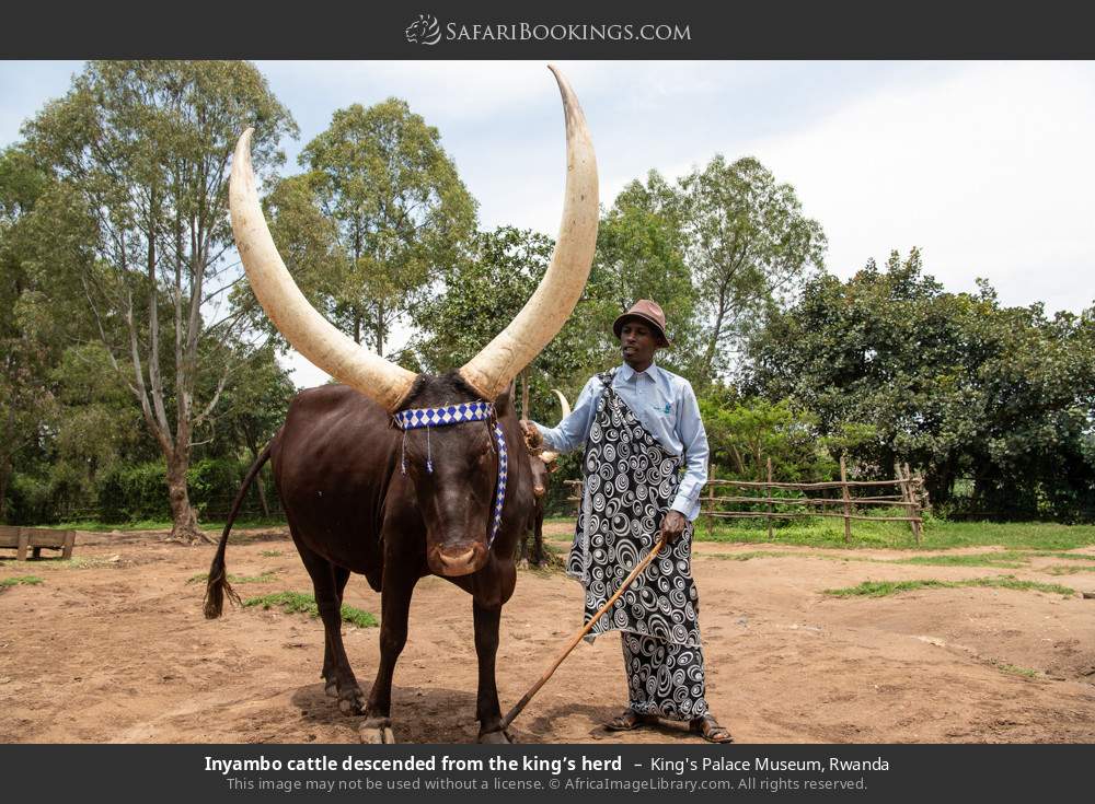 Inyambo cattle descended from the king’s herd  in King's Palace Museum, Rwanda