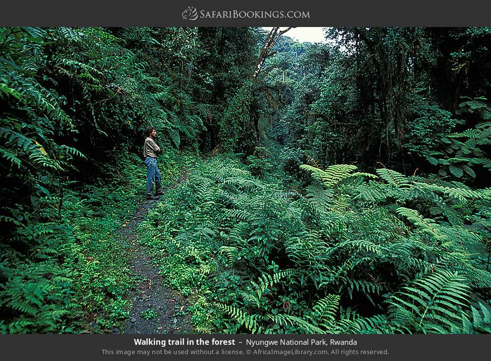 Walking trail in the forest in Nyungwe Forest National Park, Rwanda