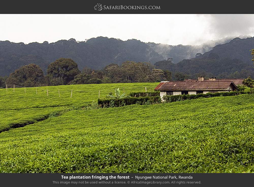 Tea plantation fringing the forest in Nyungwe National Park, Rwanda