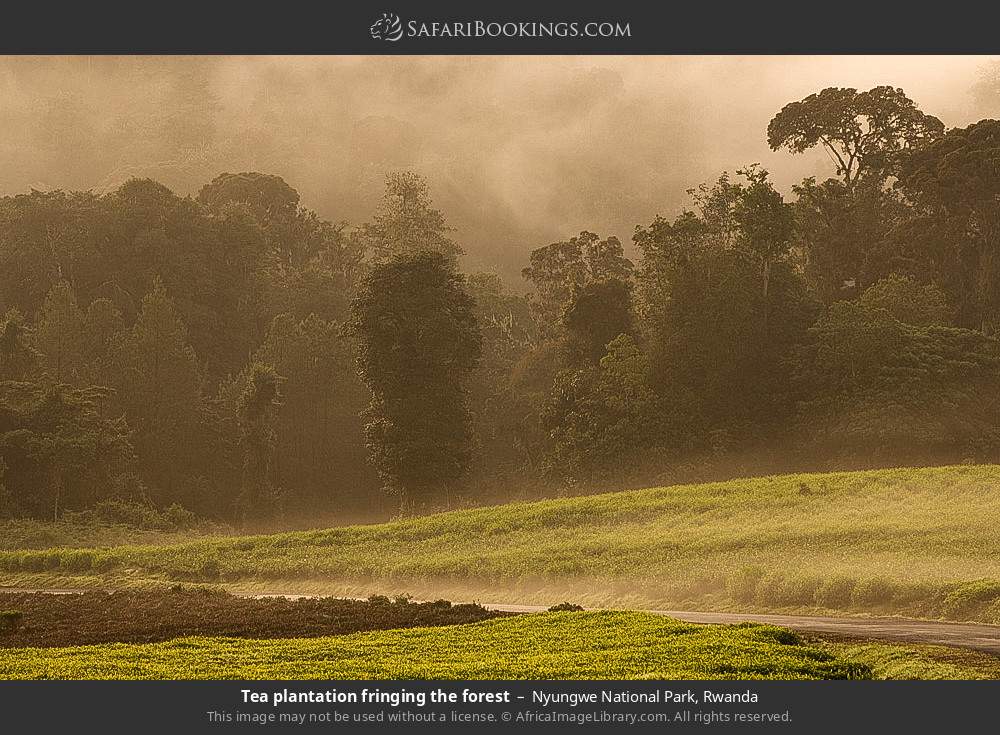Tea plantation fringing the forest in Nyungwe Forest National Park, Rwanda