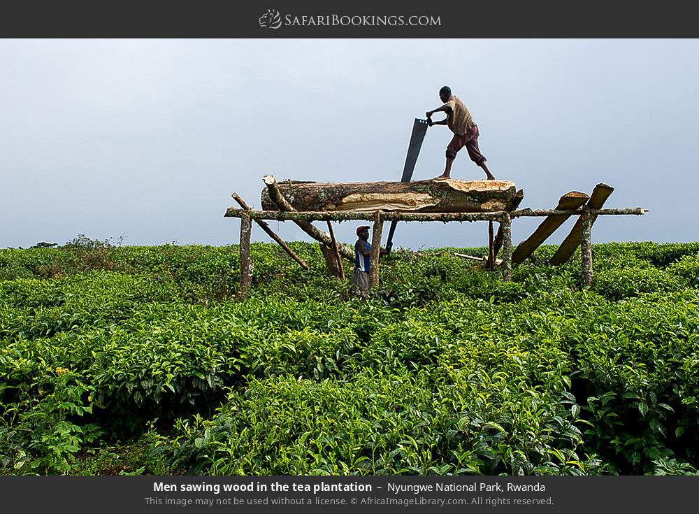 Men sawing wood in the tea plantation in Nyungwe National Park, Rwanda