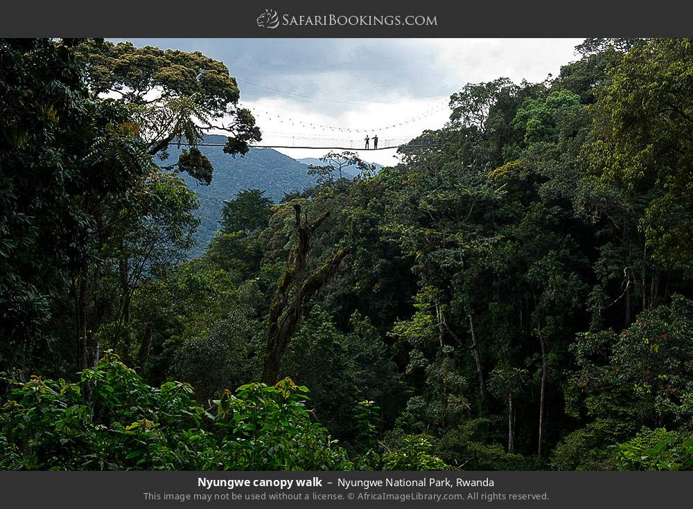 Nyungwe canopy walk in Nyungwe Forest National Park, Rwanda