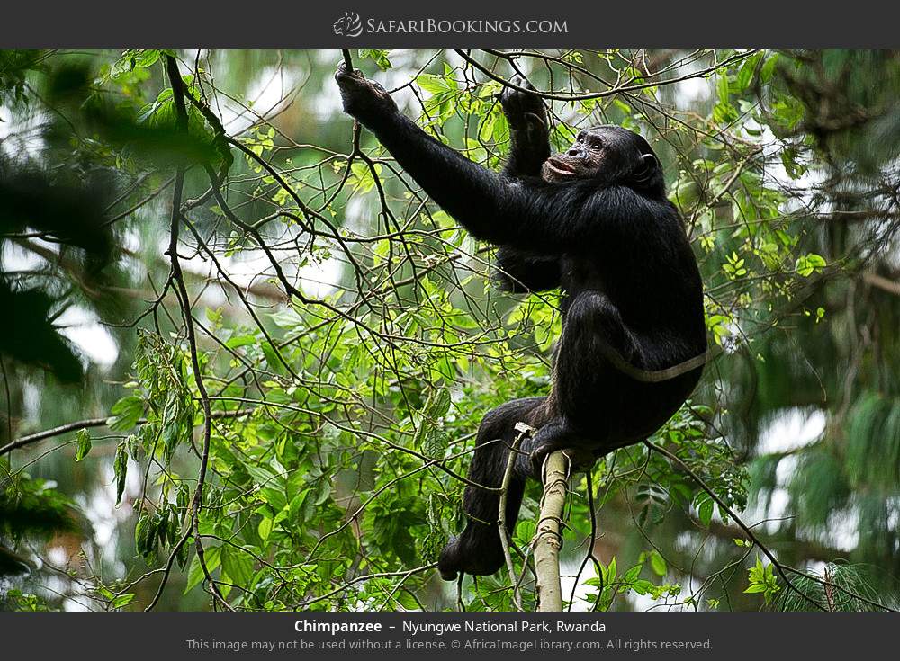 Chimpanzee in Nyungwe Forest National Park, Rwanda