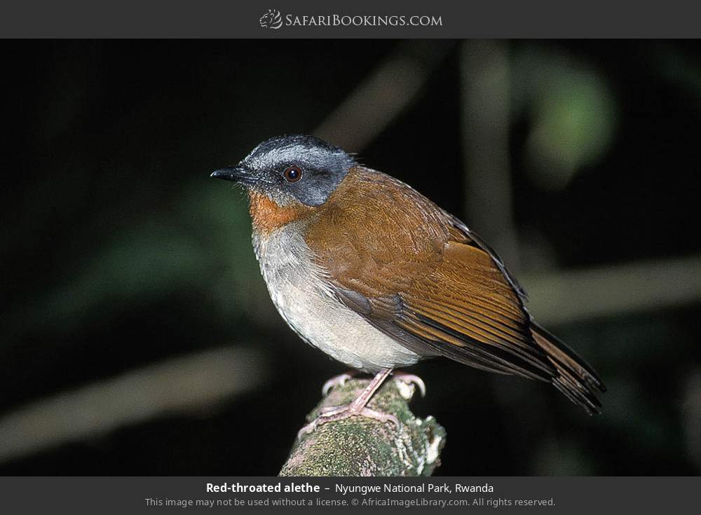 Red-throated alethe in Nyungwe National Park, Rwanda