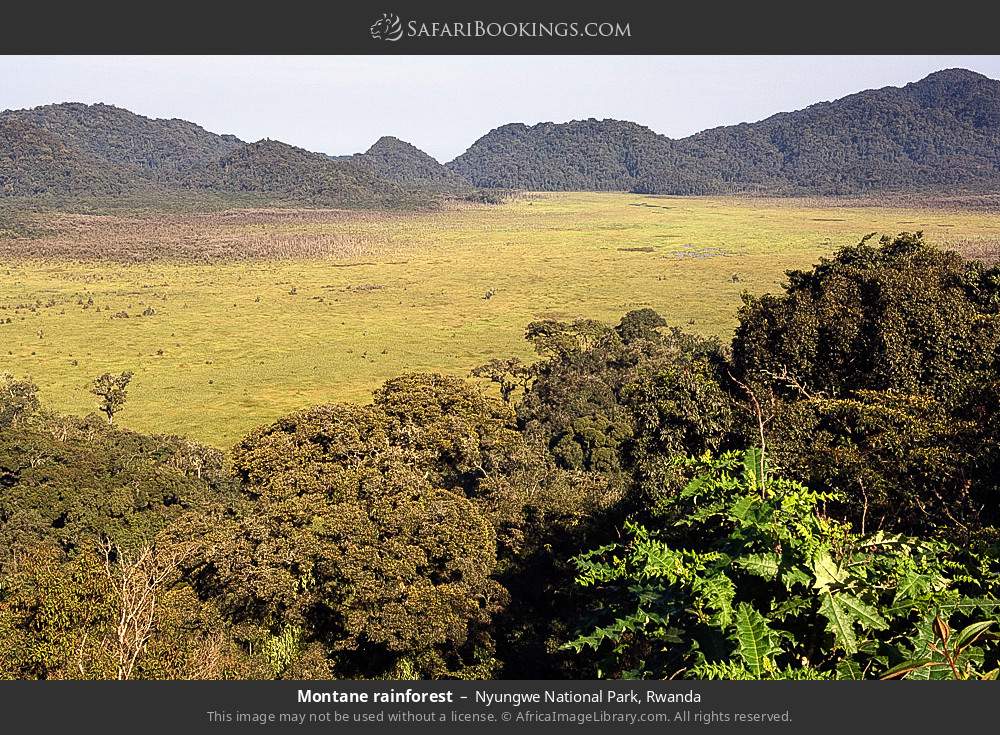Montane rainforest in Nyungwe National Park, Rwanda