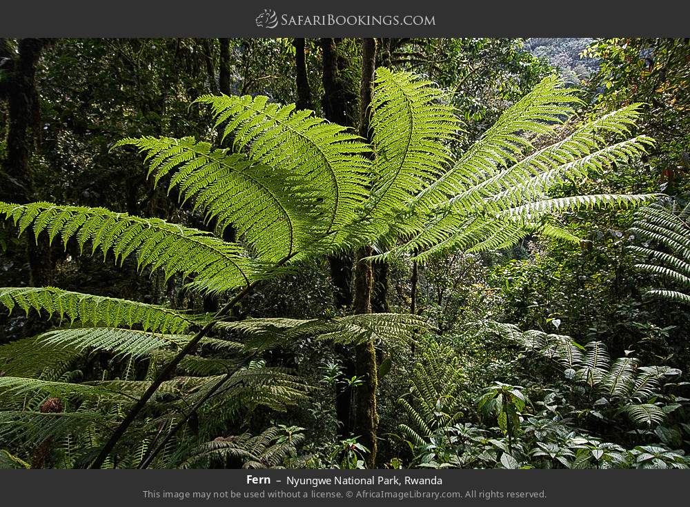 Fern in Nyungwe National Park, Rwanda