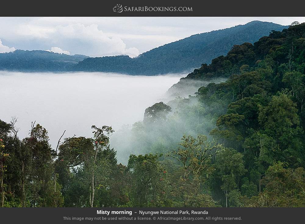 Misty morning in Nyungwe National Park, Rwanda