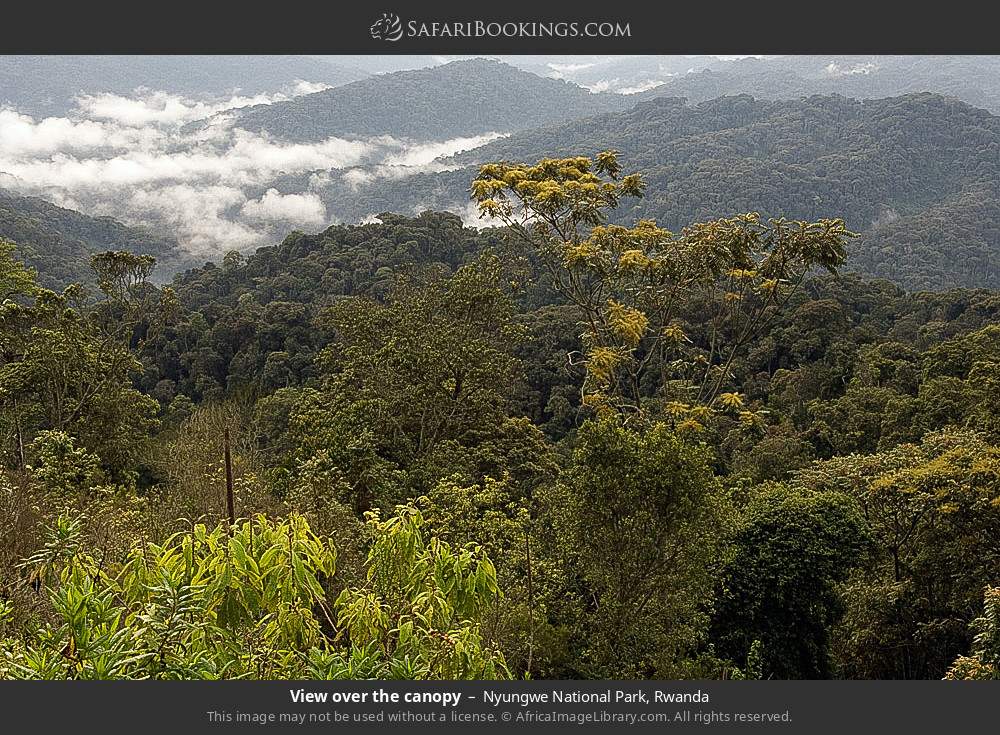 View over the canopy in Nyungwe National Park, Rwanda